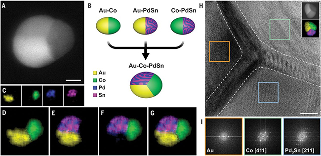 Fig. 1.  Au-Co-PdSn triphase heterostructured NPs with three interconnected interfaces.
